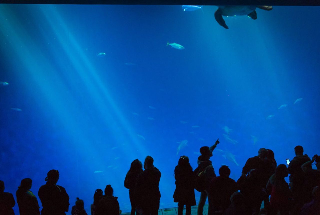 Il Monterey Bay Aquarium