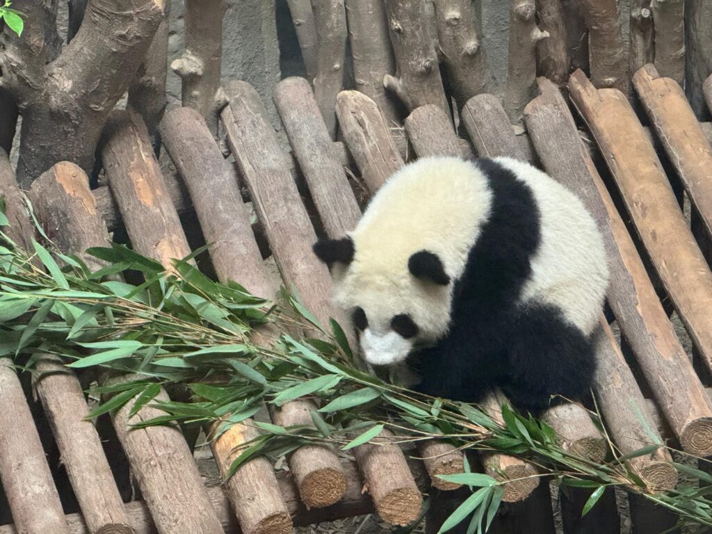 Panda Tour: i Tesori del Sichuan (da Chongqing)