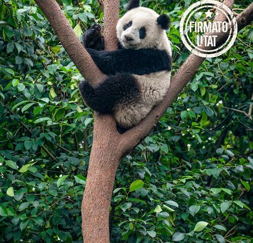 Panda Tour: i Tesori del Sichuan (da Chongqing)