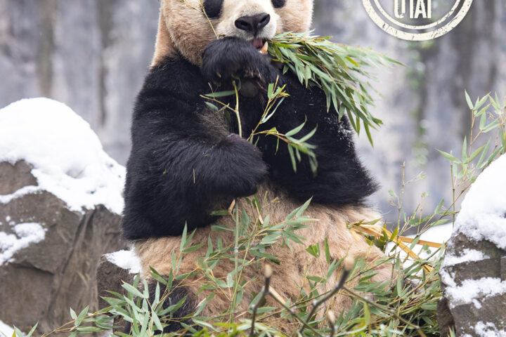Panda Tour: i Tesori del Sichuan (da Chengdu)