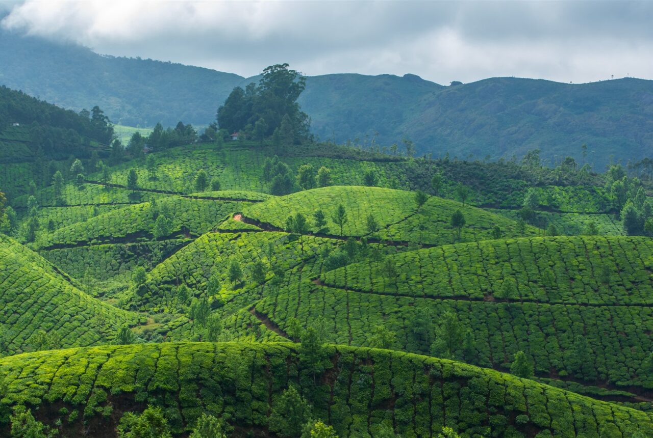 Essenza del Kerala — giorno 4