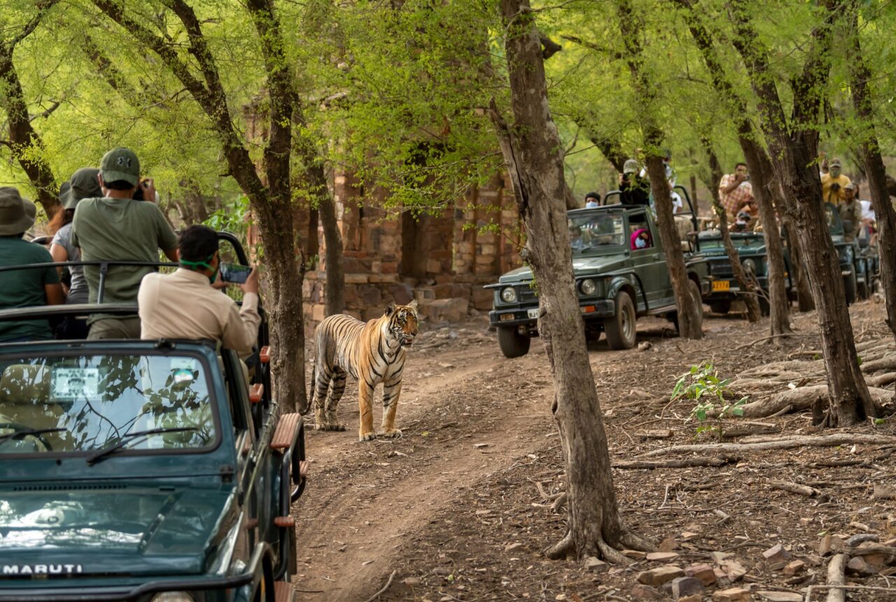 Rajasthan e la Terra delle Tigri — giorno 8