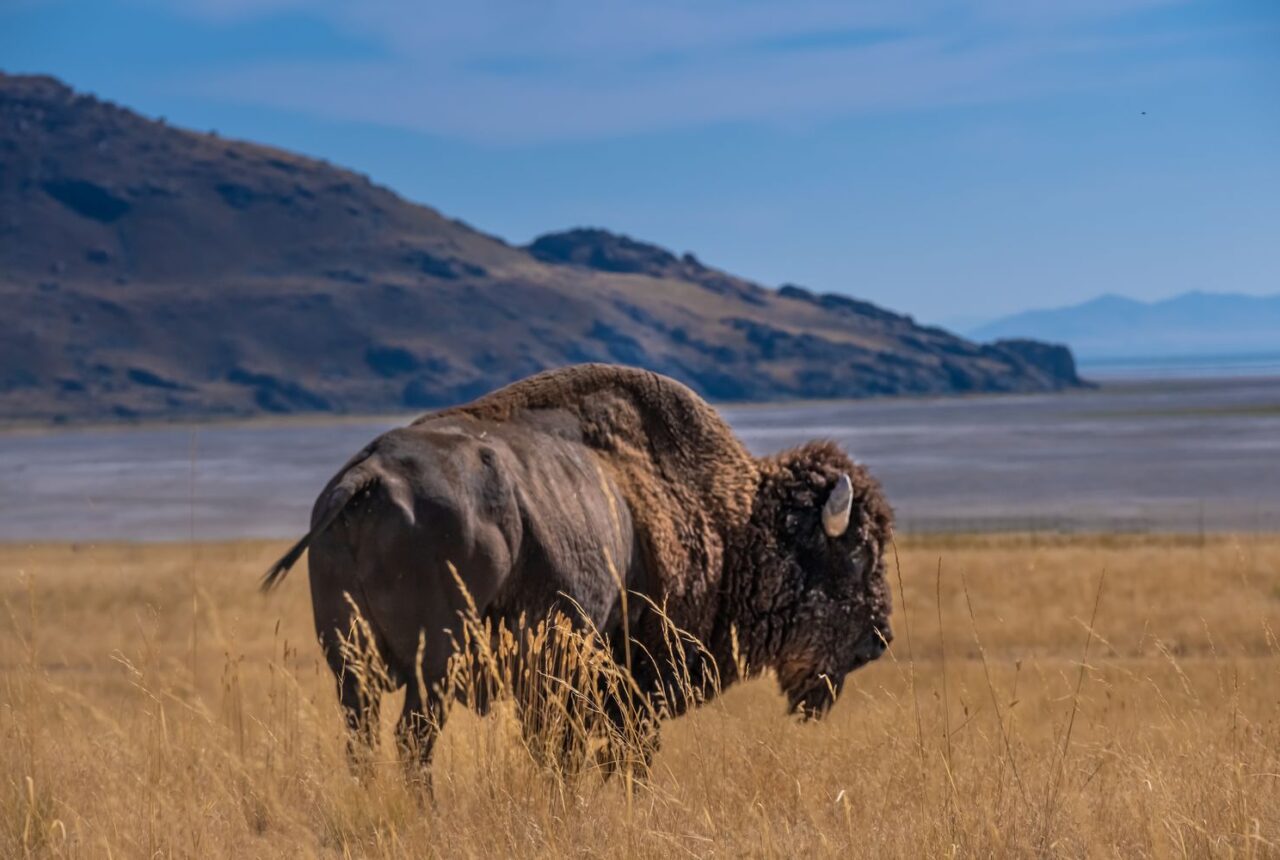 Un bisonte ad Antelope Island, nel Gran Lago Salato