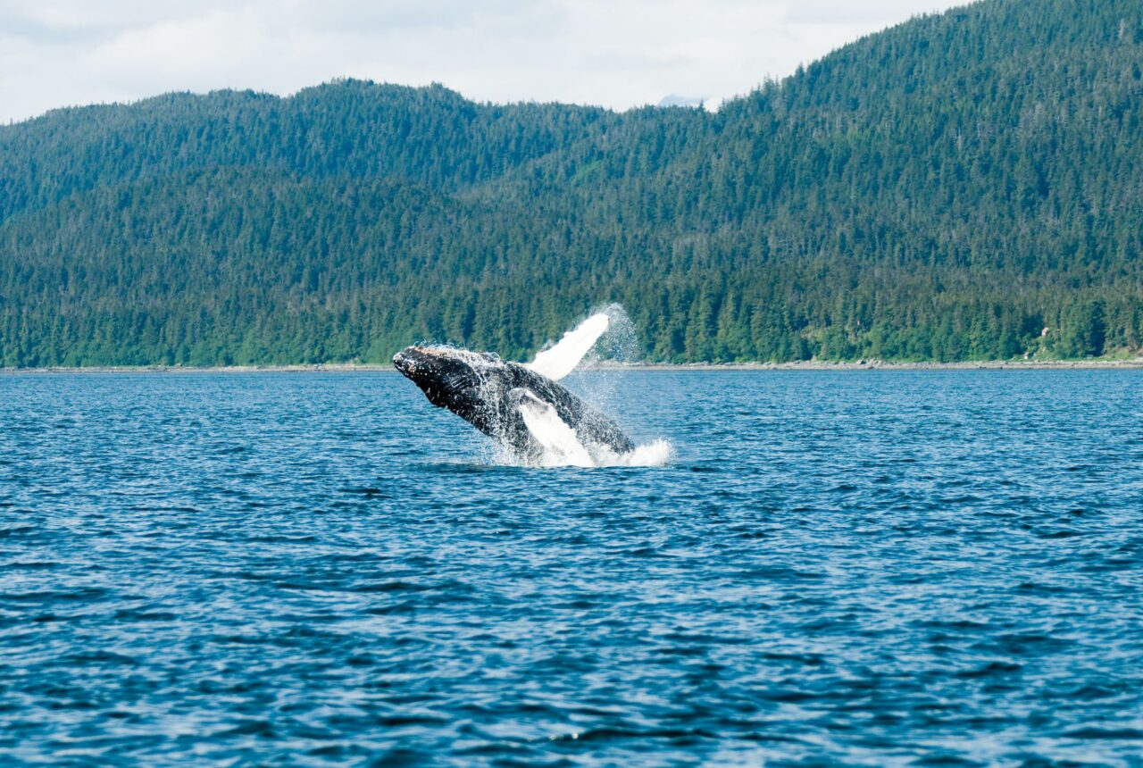 Una balena al largo di Tadoussac