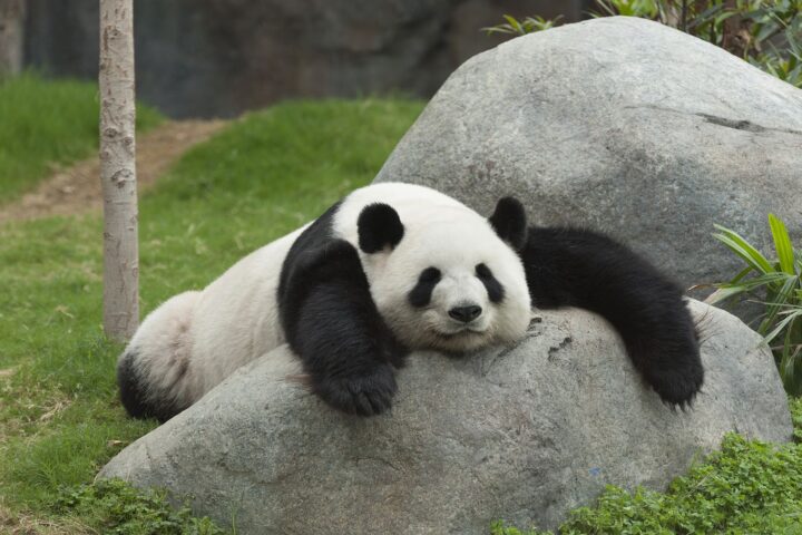 Panda Tour: i Tesori del Sichuan (da Chengdu)