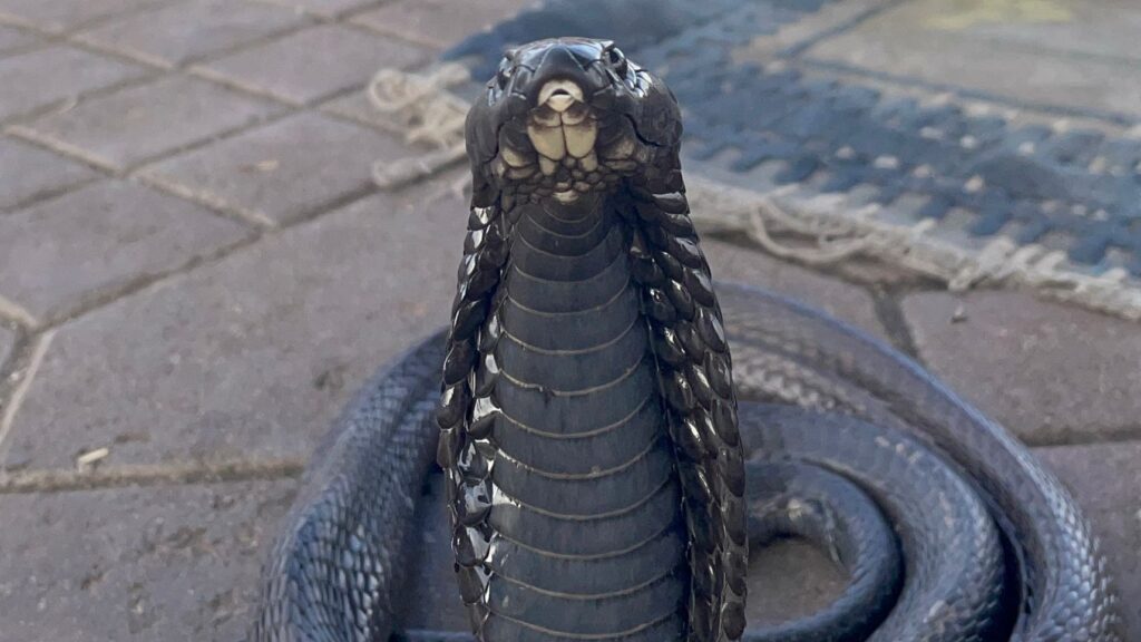 Il cobra di un incantatore di serpenti, a Marrakech
